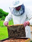 Curs apicultura